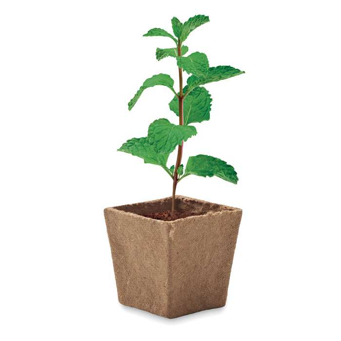 Mint Growing Kit - Image 5